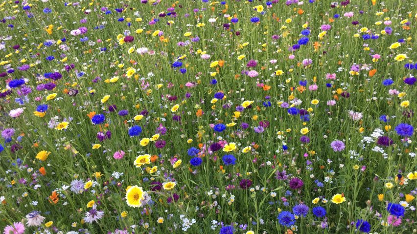 Wildflower meadow with strong biodiversity