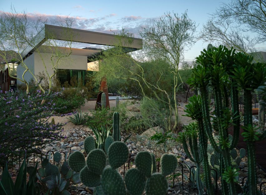 Cacti-filled garden