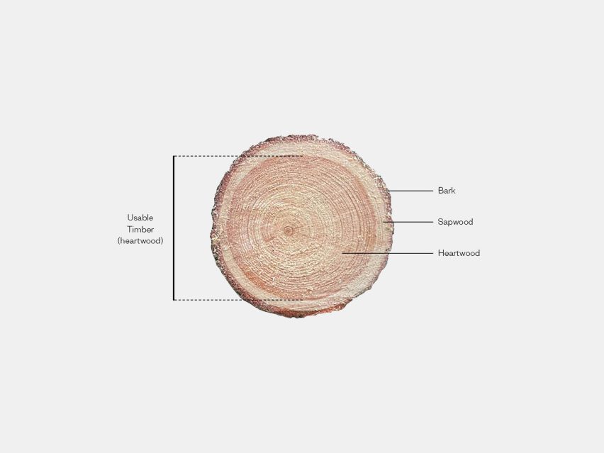 Diagram showing the different layers of timber within a cross-section of timber: heartwood taking up most of the circle from the middle, then a smaller ring of sapwood, then bark on the outside