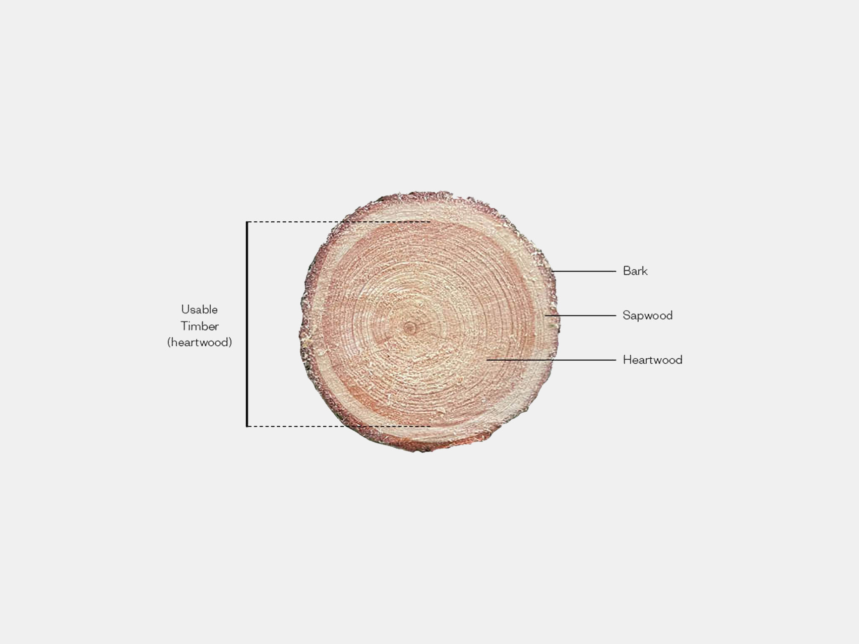 Diagram showing the different layers of timber within a cross-section of timber: heartwood taking up most of the circle from the middle, then a smaller ring of sapwood, then bark on the outside