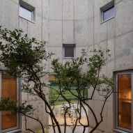 Tree in the courtyard of a concrete home