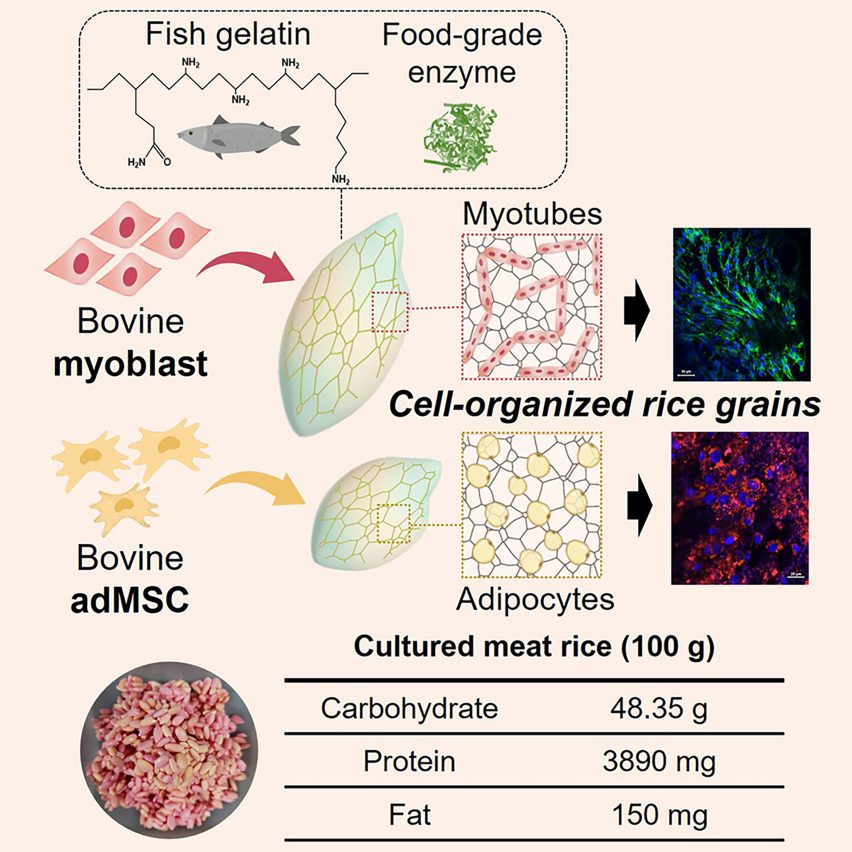 Complex graphic depicting bovine and fat cells inserted into rice grains and the nutritional content table for 100 grams of cultured meat rice