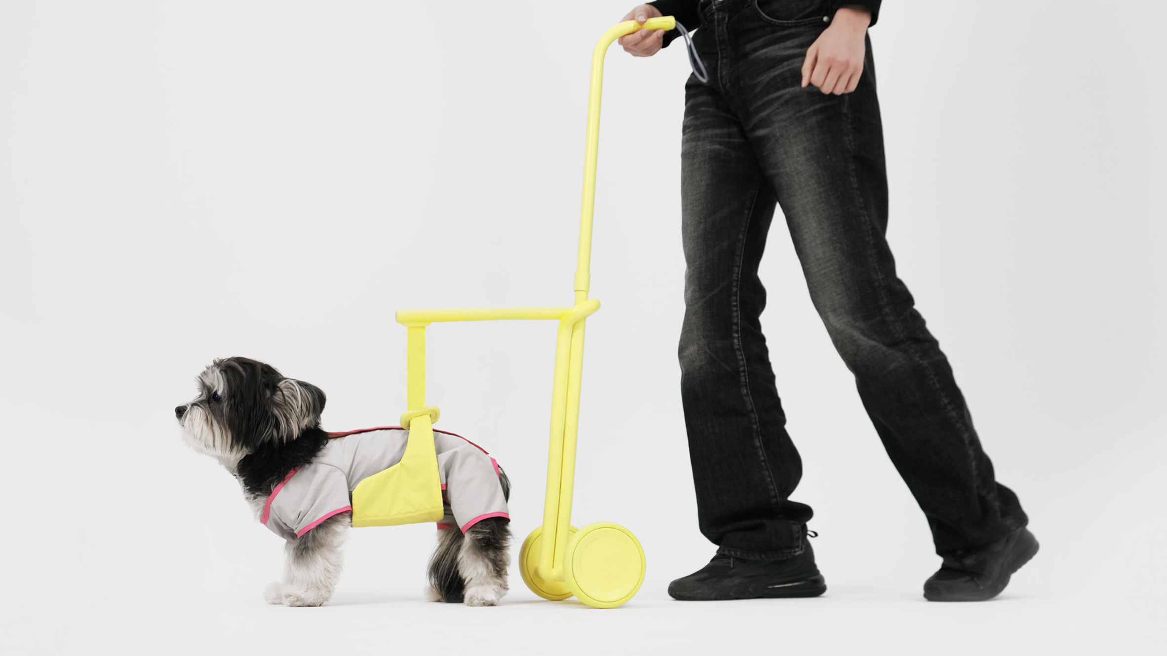 Seatbelts inform Steady walking aid for elderly dogs - Vimarsana News
