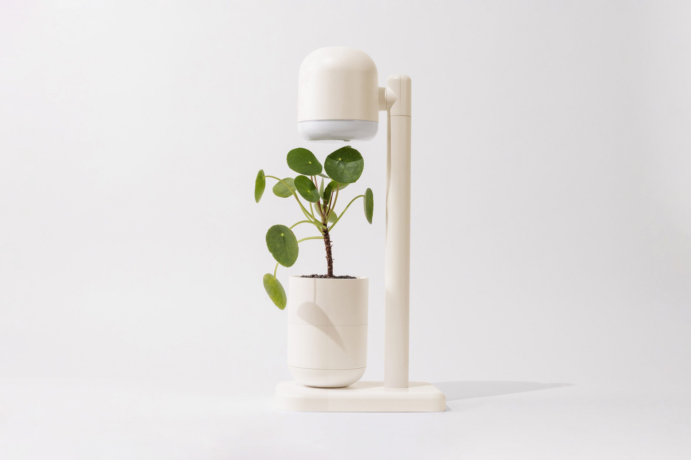 Grow Lamp with small plant