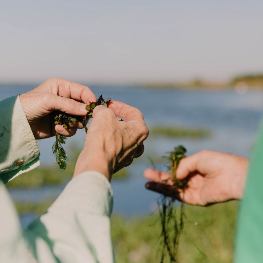 people's hands holding plants