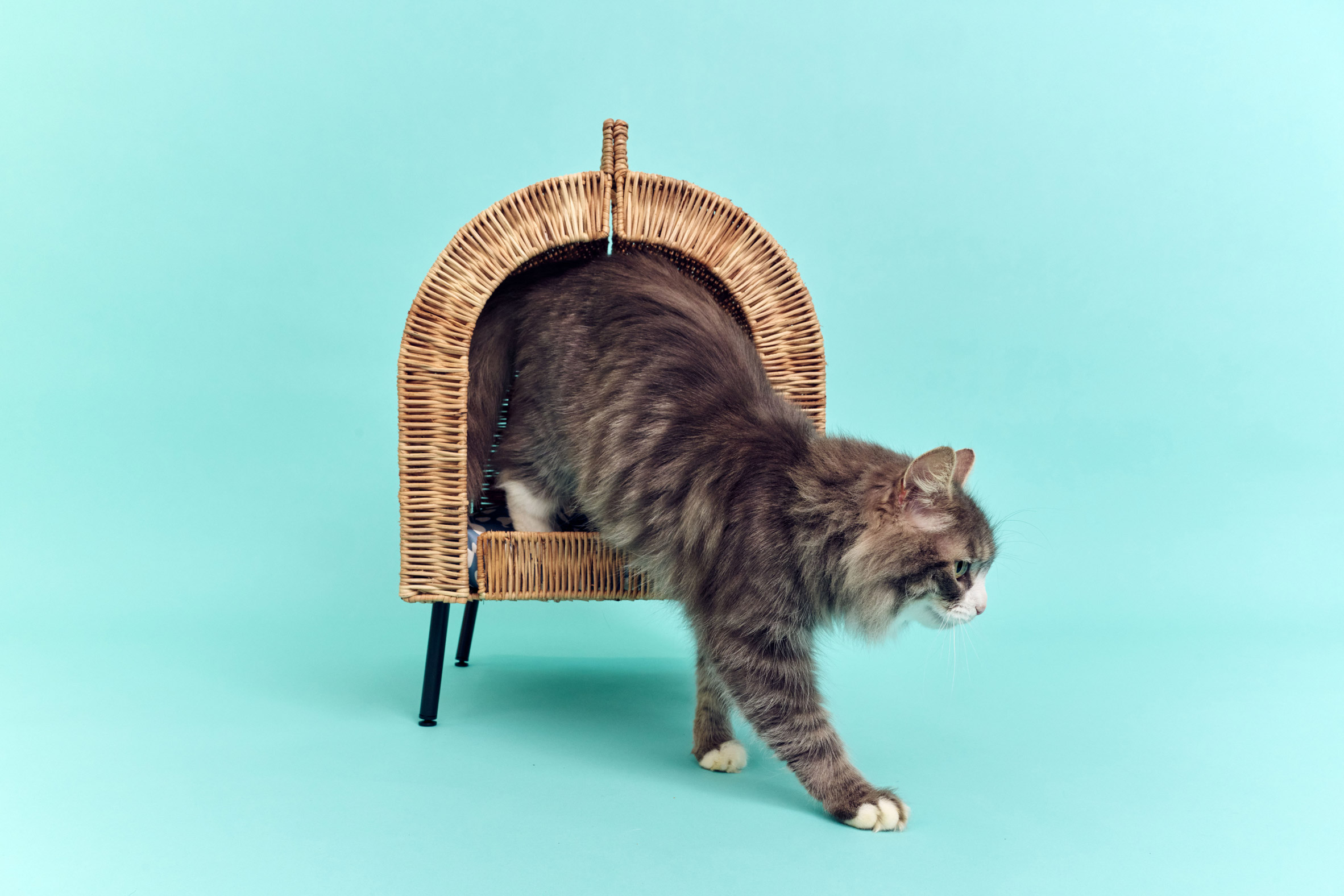 Cat within rattan bed from UTSÅDD collection