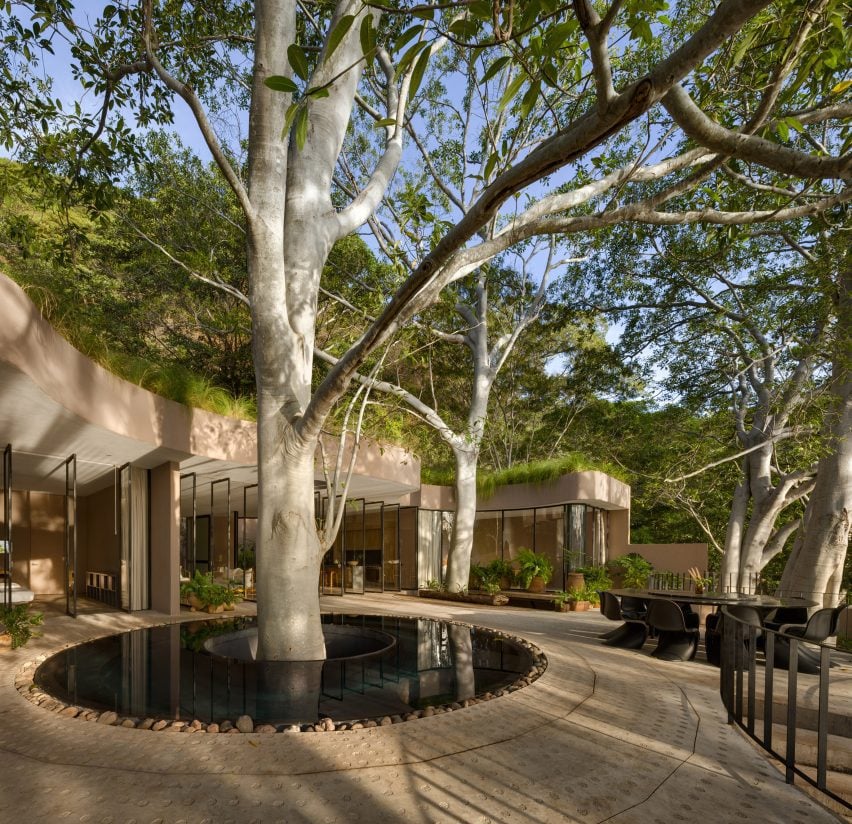 A tree growing through the centre of a ring-shaped pool on the terrace