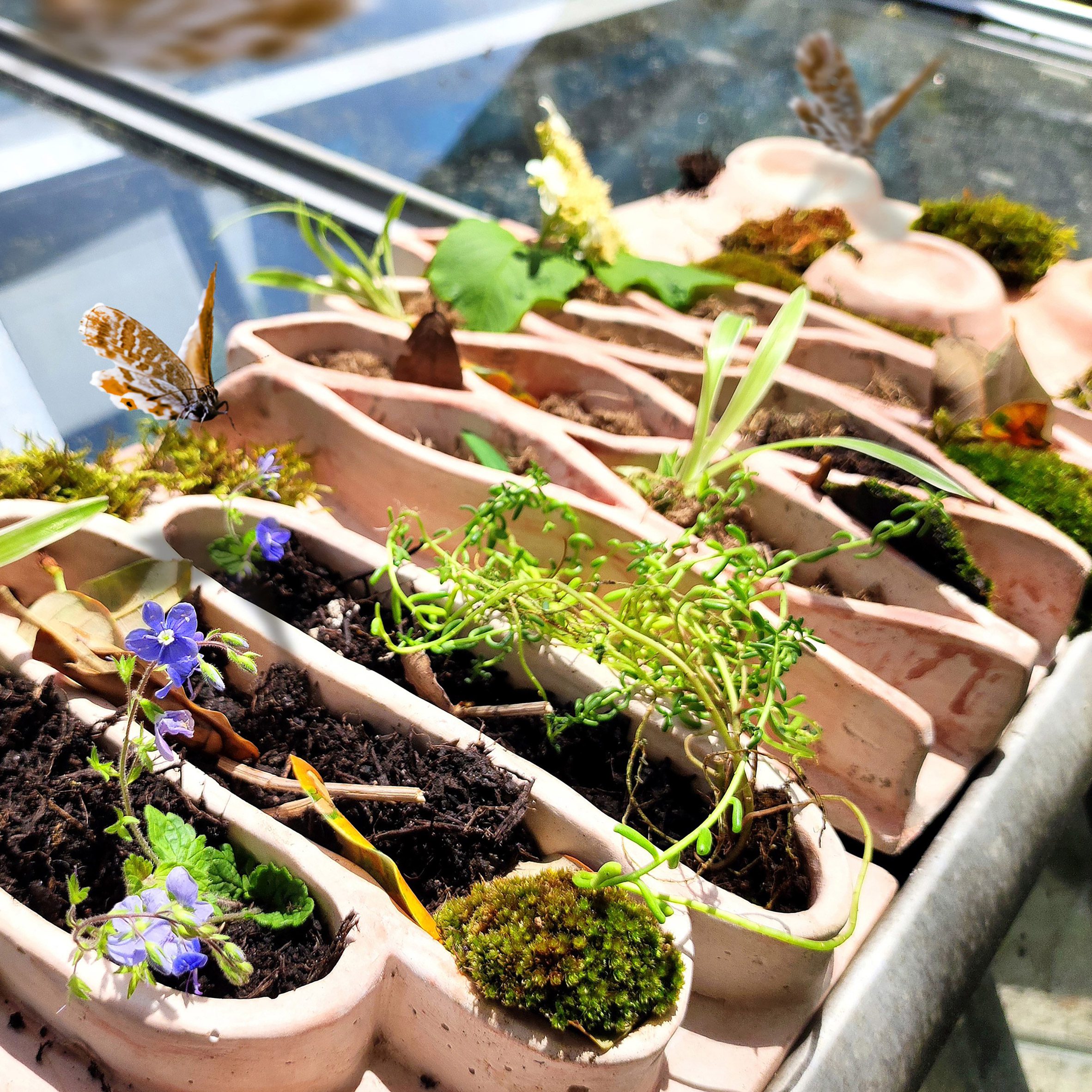 A photograph of various plant pots with green and purple plants growing in them.