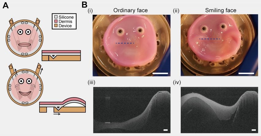 Diagram by University of Tokyo researchers showing how actuators trigger a smile in a flat robot face with living skin