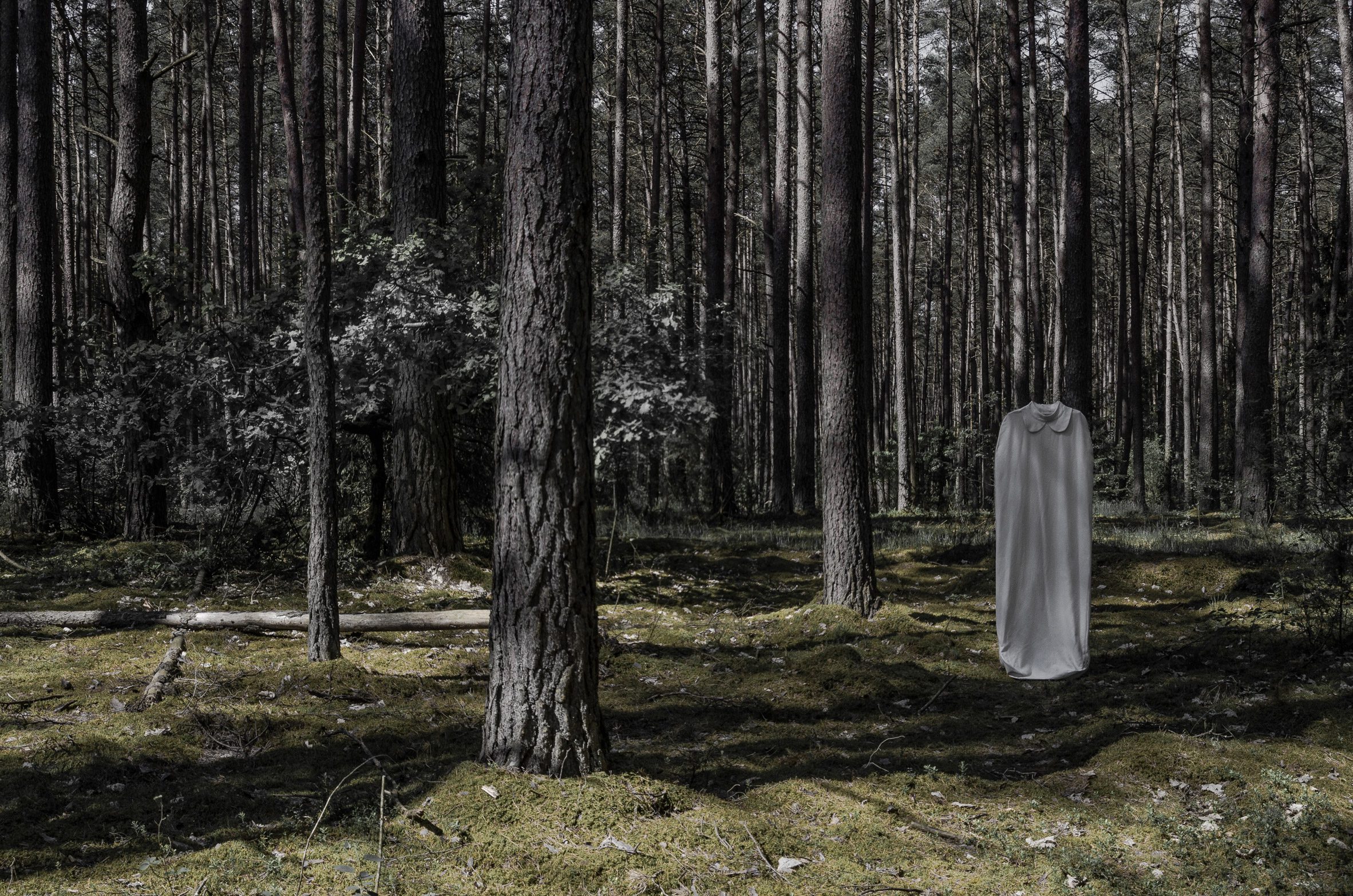 A photograph of a woodland area with a white dress hanging in the left of the image.