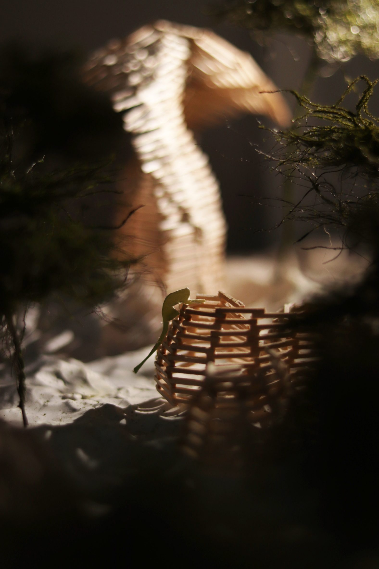 A photograph of a beige wooden architectural model amongst dark green greenery.