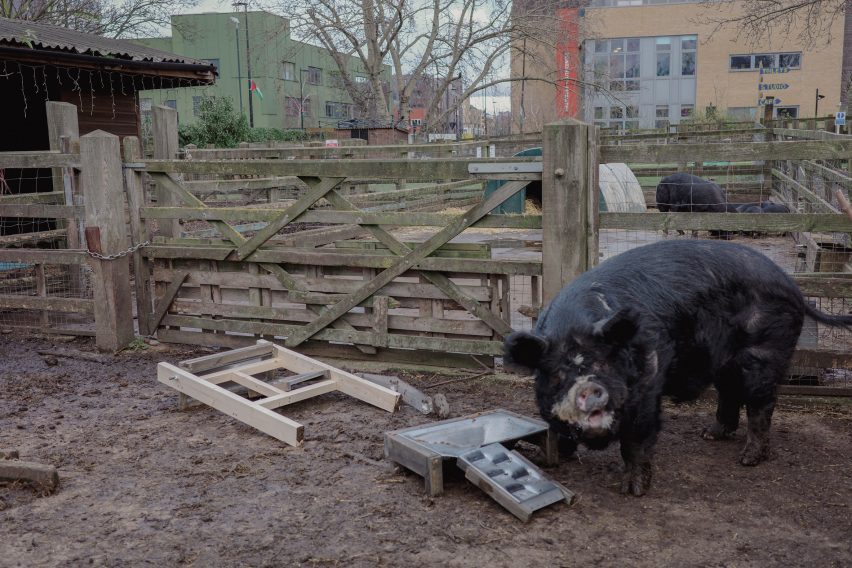 A photograph of a black pig in a pen