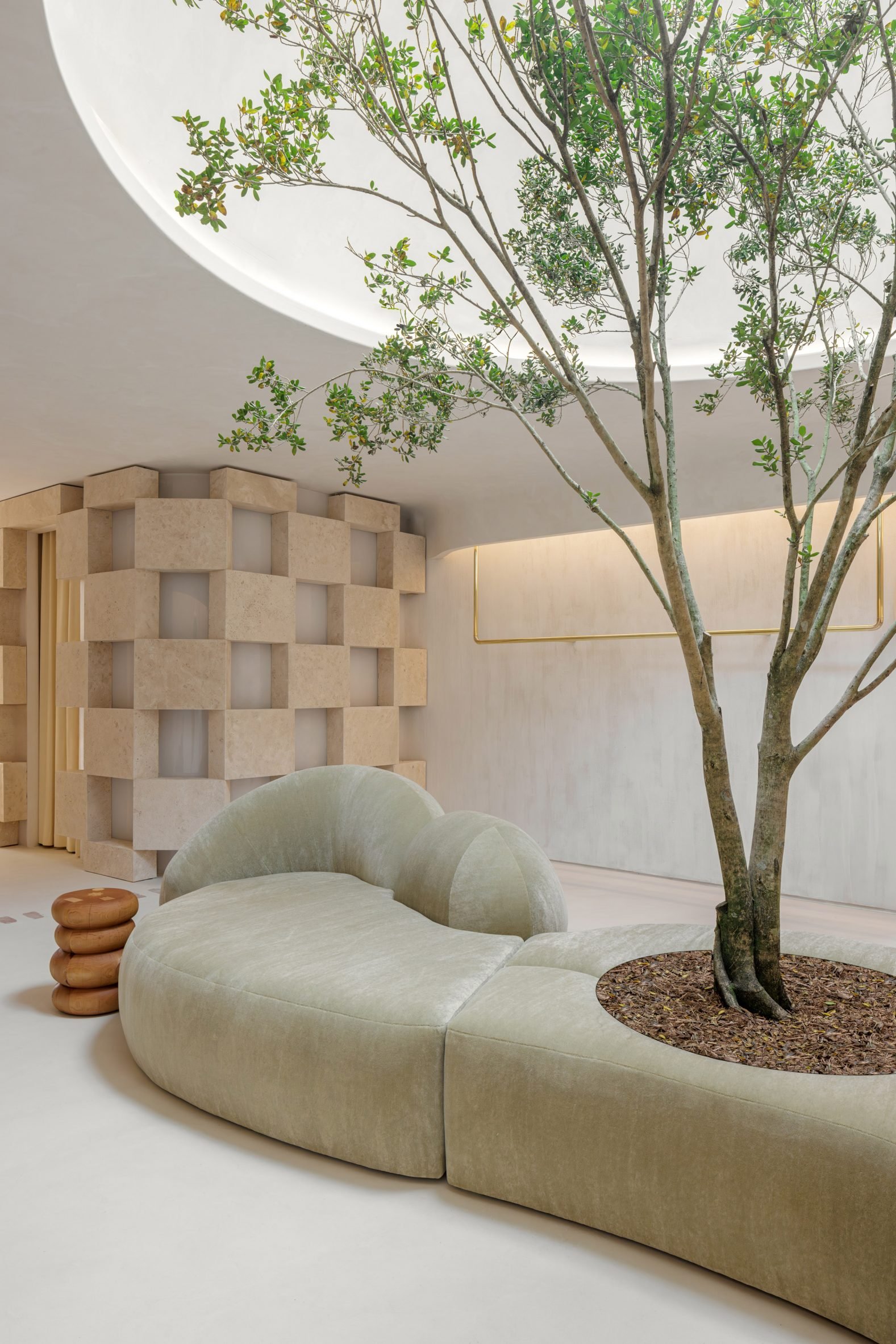 A banyan tree growing from a pale-green sofa