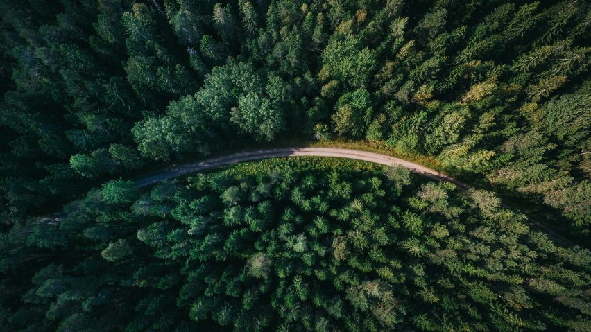 Aerial view of a forest