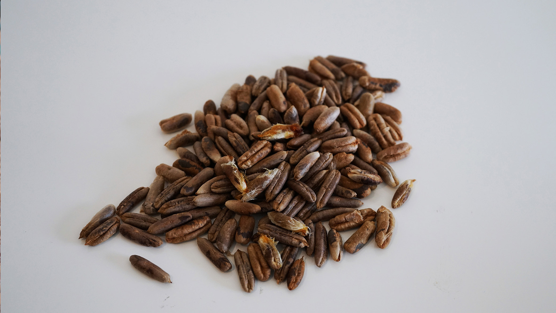 A collection of date seeds