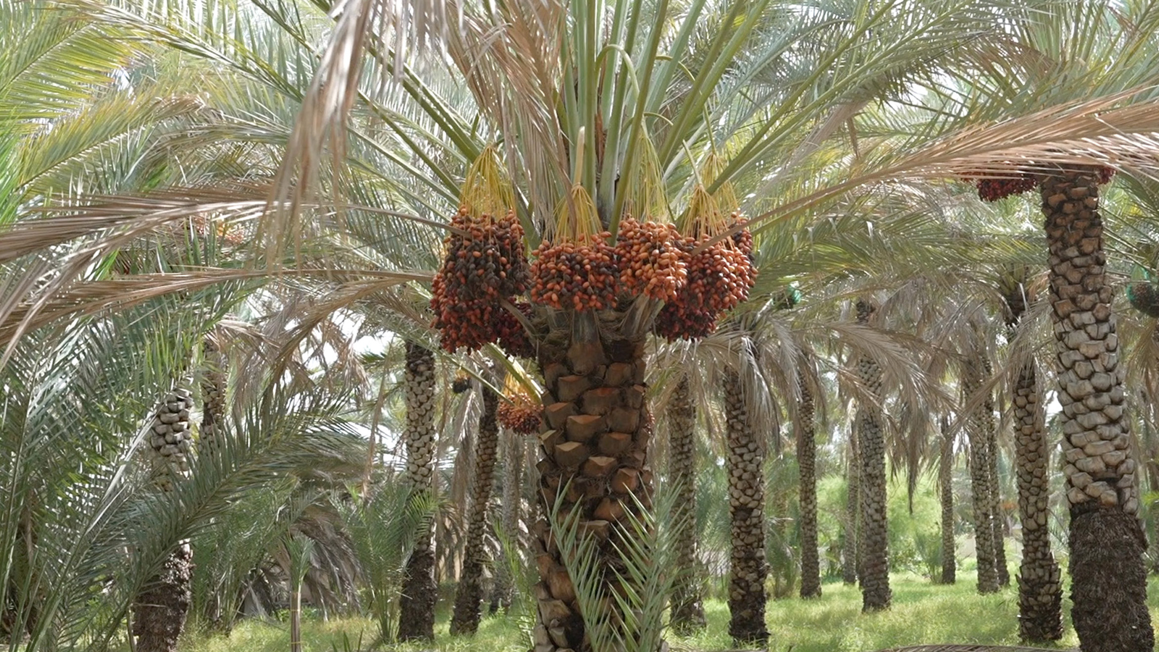 Farm in Oman owned by Nawa