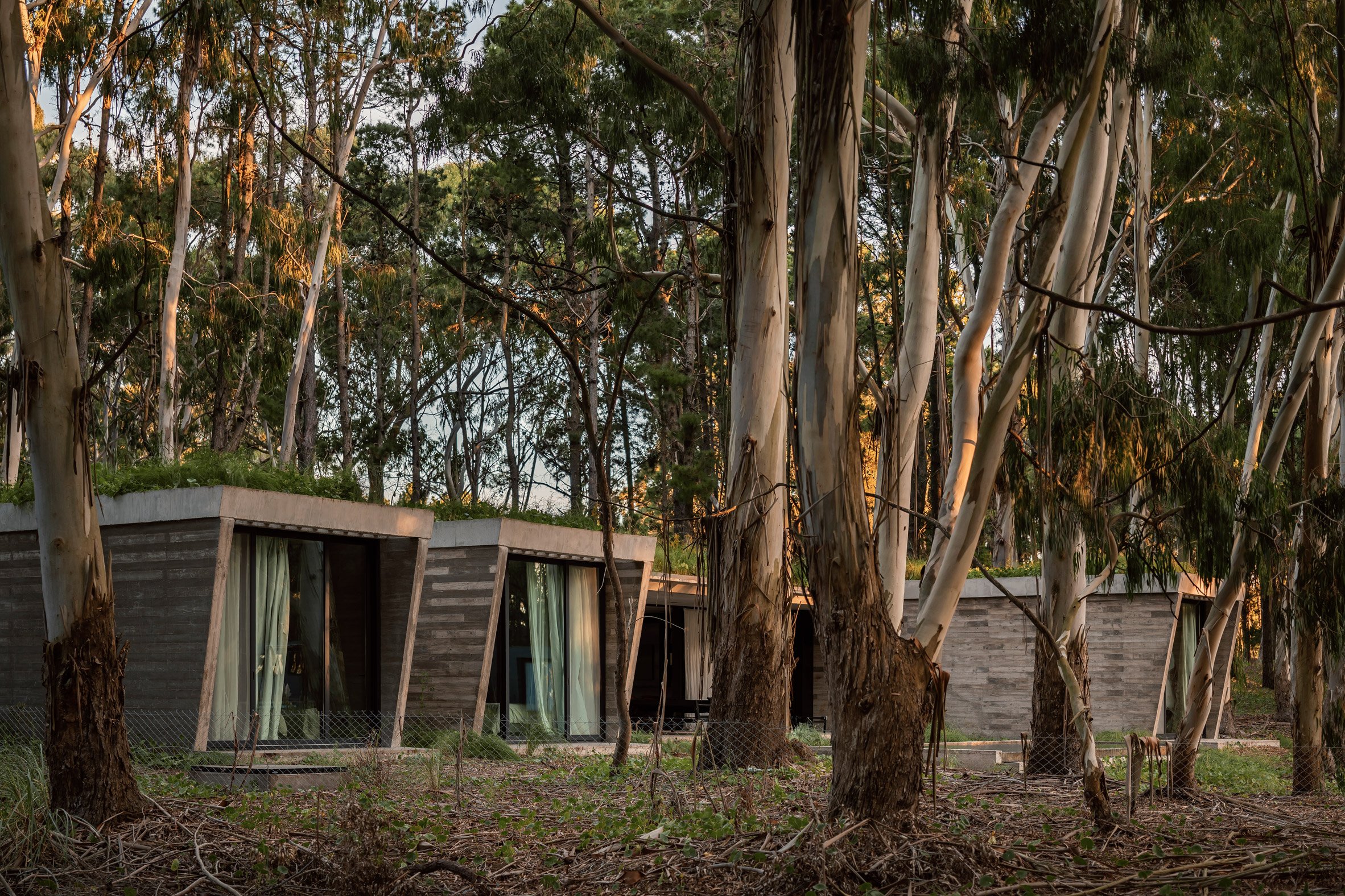 House in a forest