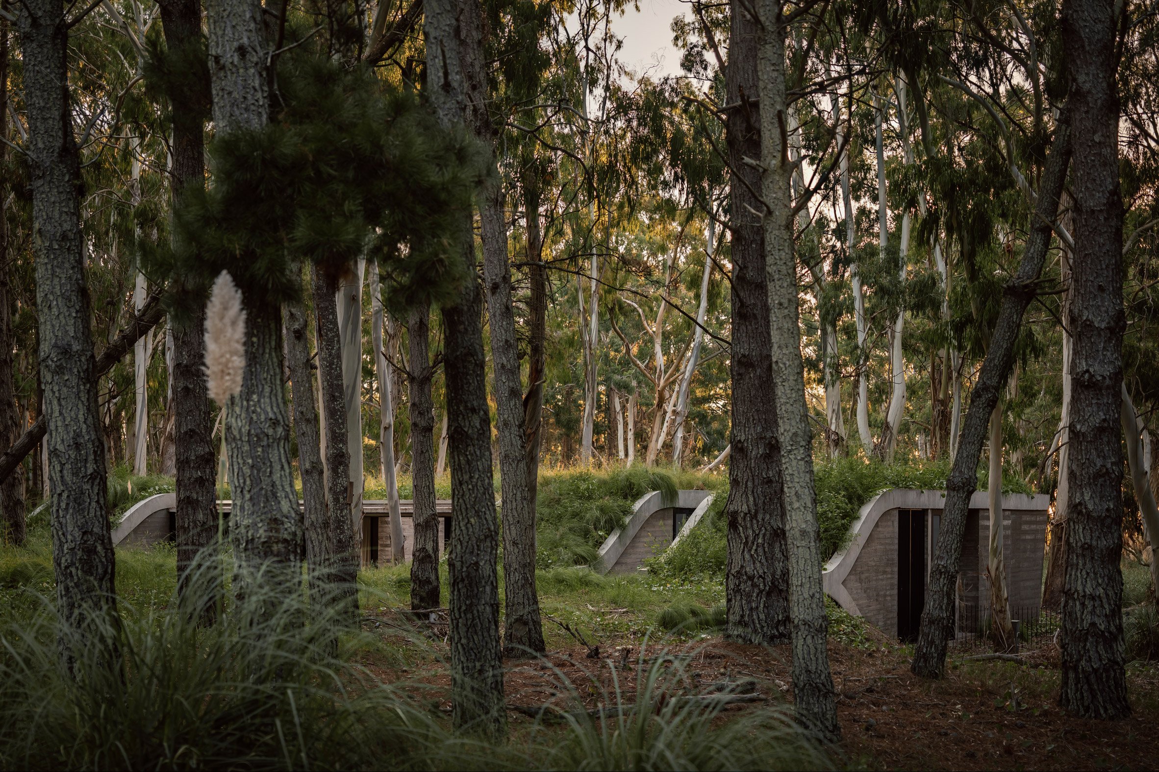 House in a forest