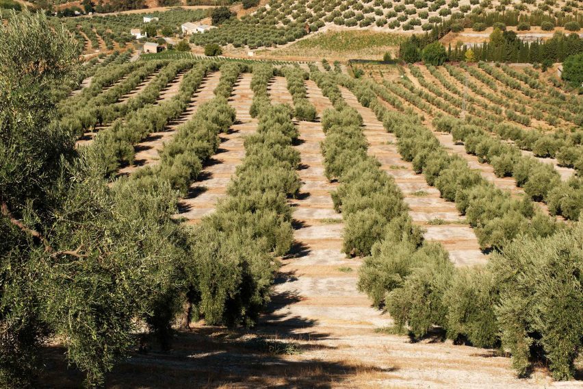Olive trees in Andalucía