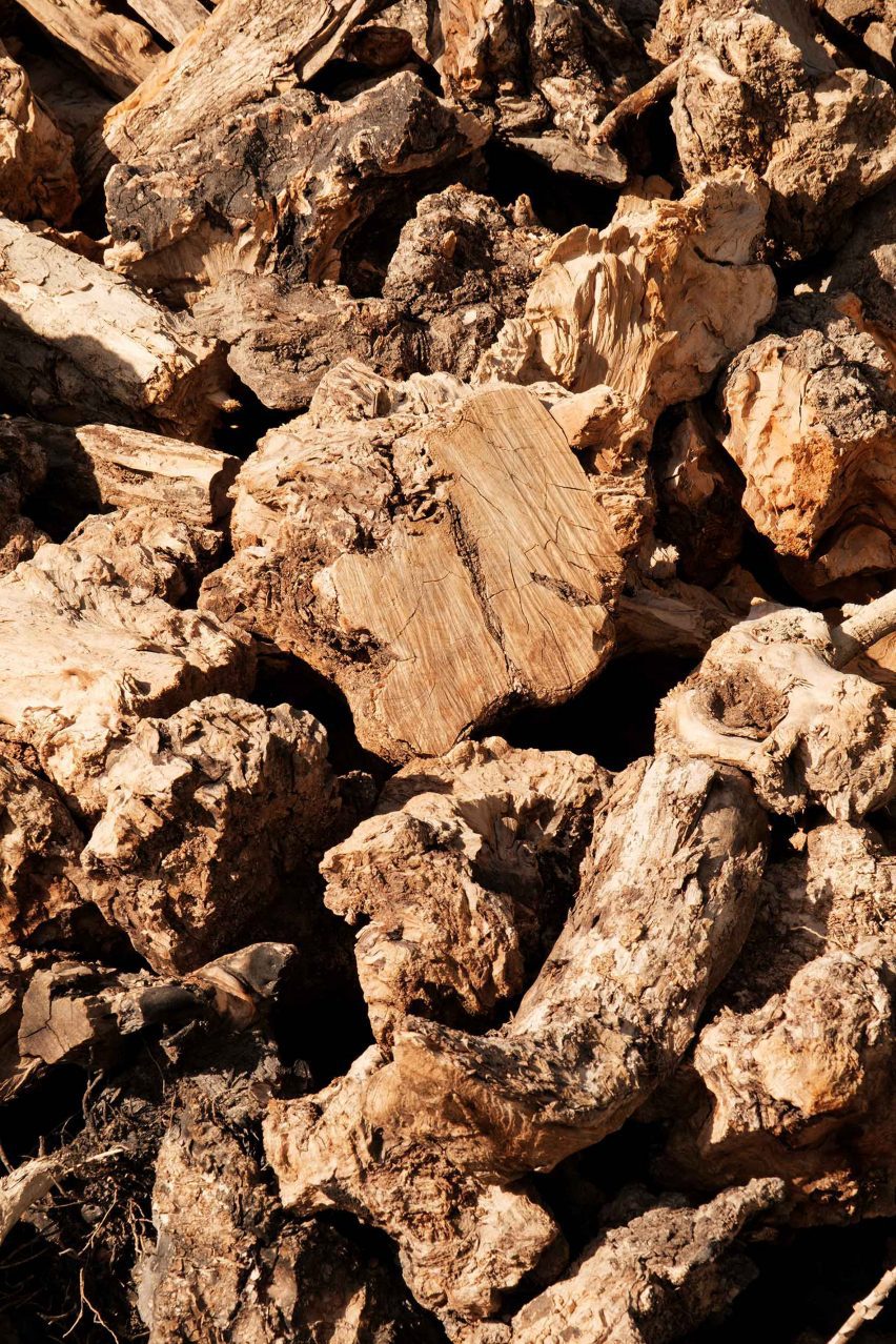 Olive wood in Andalucía