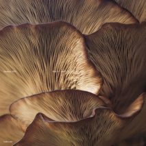 Photo of fungi with text overlay