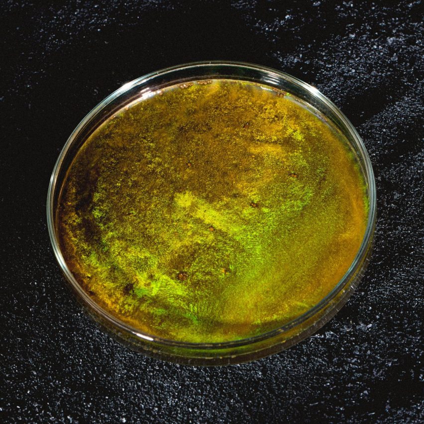 BIOGOLD by Carolina Mortara