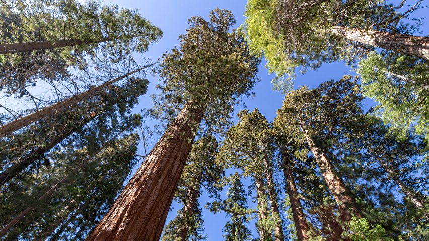 Trees USA