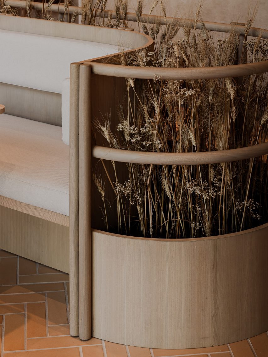 Ears of wheat planted in a bench