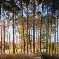 Forest with glass