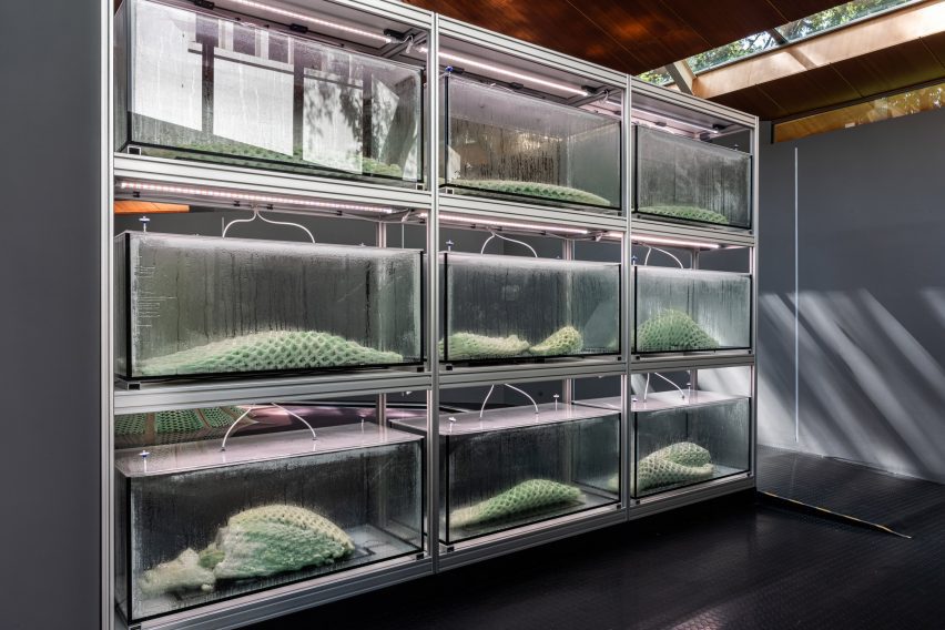 Picoplanktonics at the Venice Architecture Biennale