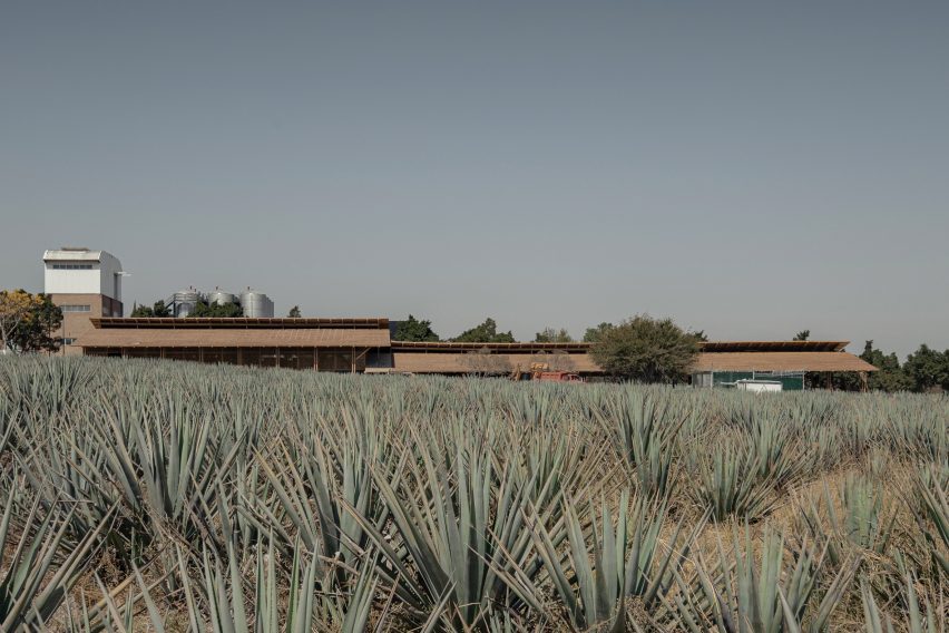 View across agave fields to the palenque
