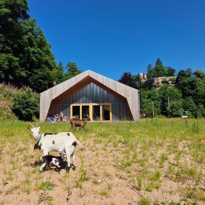 Goat in field next to a barn