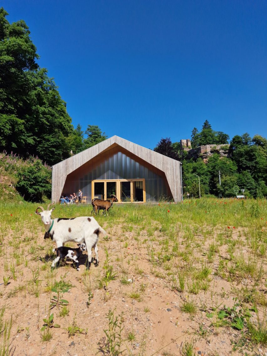 Goats outside a large rural building