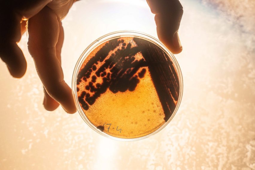 Soil bacteria used for Faber Futures textiles