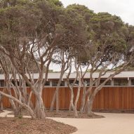 Cluster of trees outside house