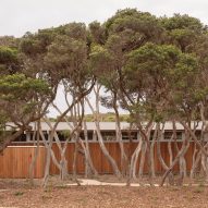 Cluster of native trees outside house
