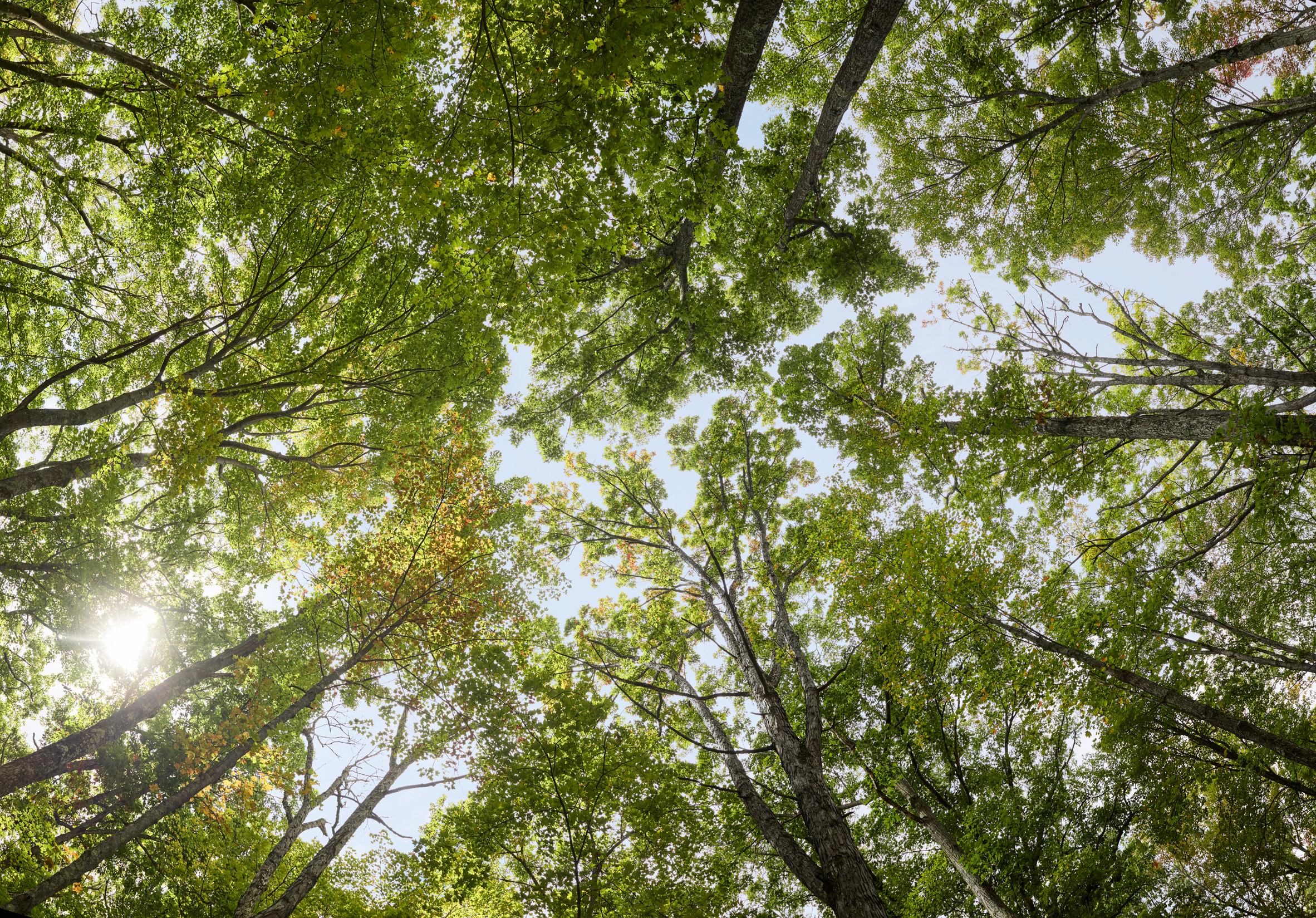 Fotogramas de la película Forest Future