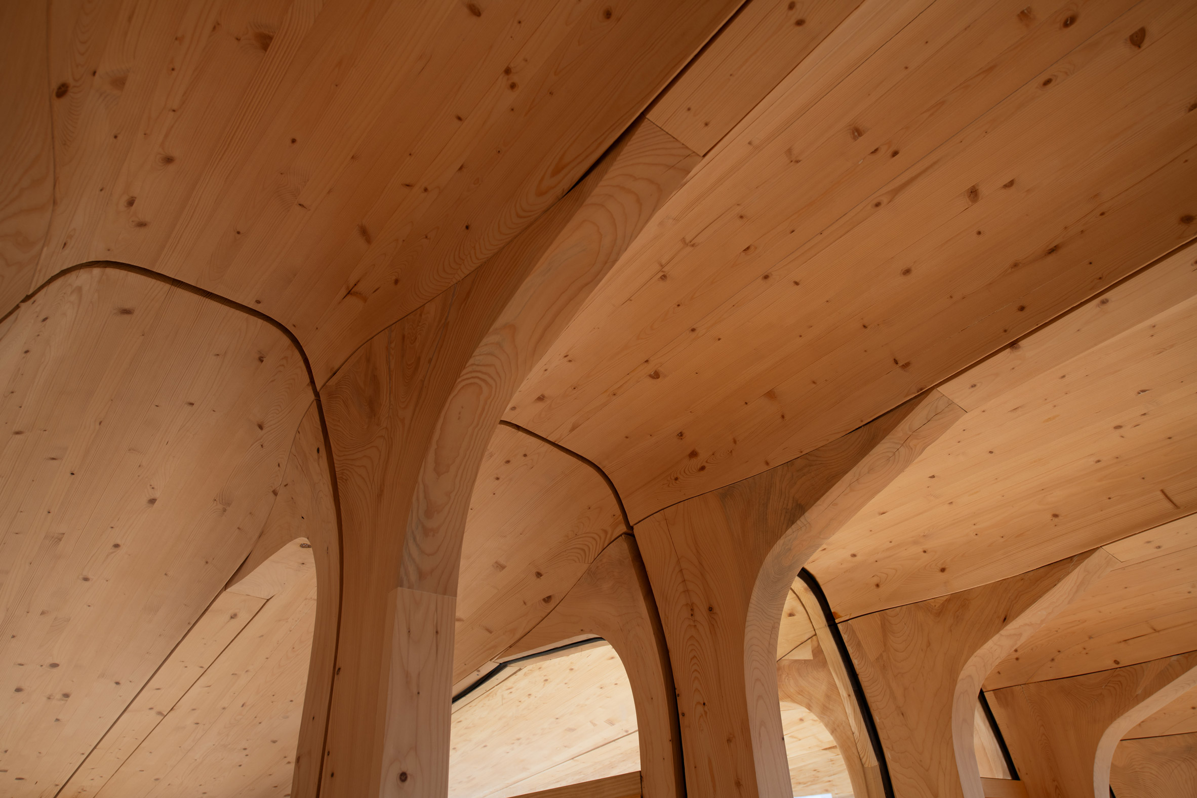 Close-up of branching timber columns merging into the wooden ceiling