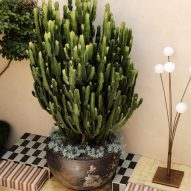 potted cactus in courtyard in Cinderella House by YSG Studio