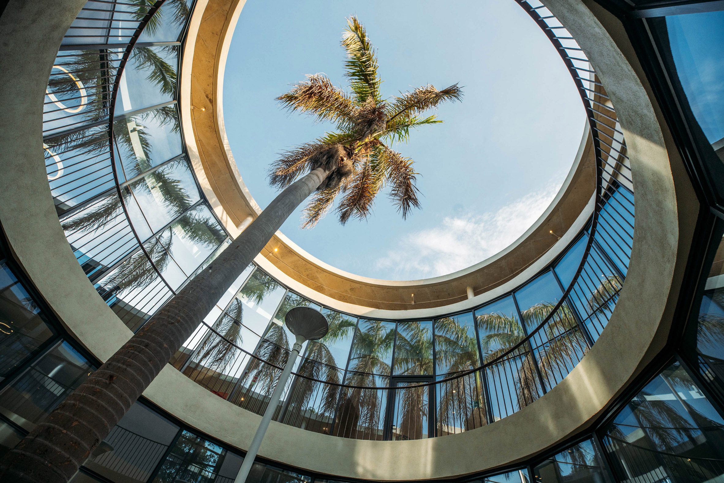 Upward view from a courtyard showing a palm tree rising through a circular opening in the roof