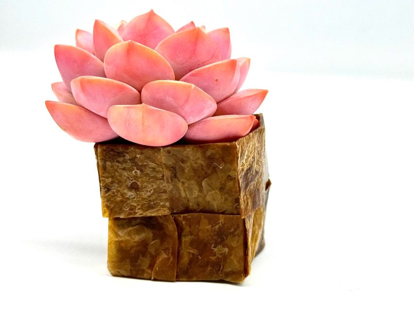 Photo of a square plant pot made of earthy brown leather-like material, holding a succulent