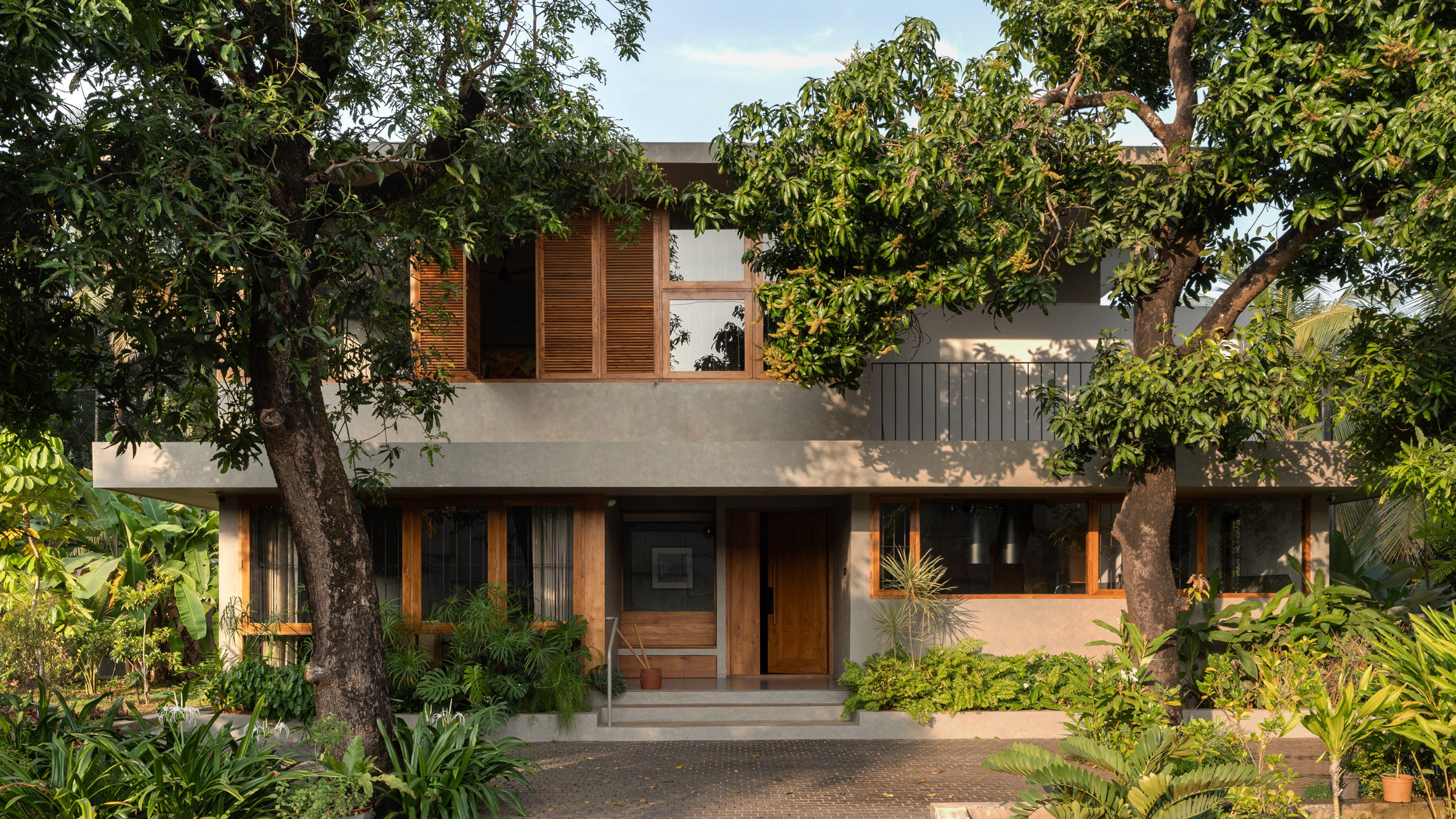 Mango trees shade 